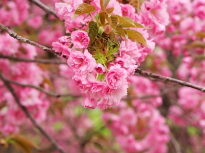 怀孕初期持续低烧是怎么回事（怀孕初期一直低烧怎么回事）