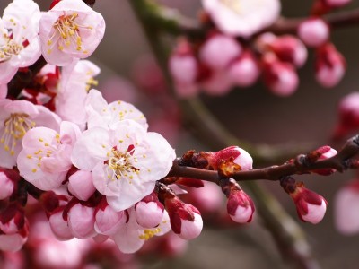 泰国三代试管婴儿医院费用（泰国三代试管费用明细）