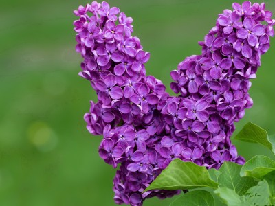 泰国试管婴儿的（泰国试管婴儿的价格）