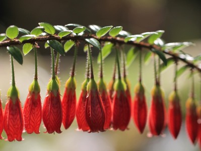 怀孕初期吃了些松花蛋肠（孕妇不小心吃了松花蛋）