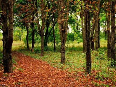 儿童牙齿健康问题汇总（小孩牙齿健康问题）