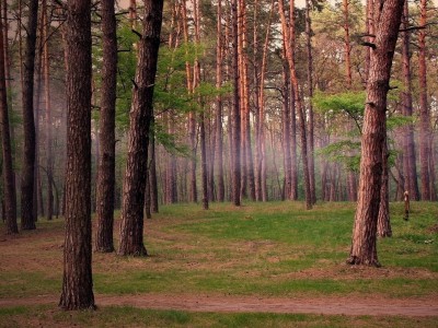 试管婴儿冻胚成功率是比鲜胚高吗