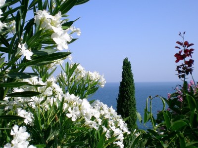 西北妇幼做试管婴儿大概要多少钱（西北妇幼试管婴儿咋样）